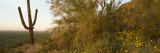 Buy Cactus in Desert, Picacho Peak State Park, Arizona, USA at AllPosters.com
