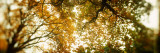 Buy Low Angle View of Autumn Trees, Volunteer Park, Capitol Hill, Seattle, King County, Washington at AllPosters.com