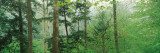 Trees in Spring Forest, Turkey Run State Park, Parke County, Indiana, USA
