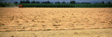 Buy Hay Harvest in a Field, Willamette Valley, Oregon, USA at AllPosters.com