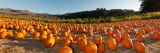 Pumpkins in a Field, San Mateo County, California, USA