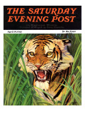 Buy "Snarling Tiger," Saturday Evening Post Cover, April 19, 1941 at AllPosters.com