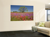 Buy Spring Mesquite Trees Growing in Wildflowers, Texas, USA at AllPosters.com