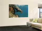 Buy Galapagos Sealion, Gardner Bay, Espa&ntilde;ola Island, Galapagos Islands, Ecuador at AllPosters.com