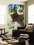 Sloth Living in Parque Centenario
