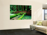 Buy Bridge Covered in Moss over Little Sur River at AllPosters.com