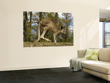 Eastern Grey Kangaroo at Queensland, Australia