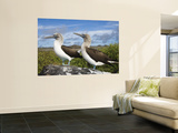 Blue-Footed Booby Courtship, Punta Cevallos, Espanola Or Hood Island, Galapagos Islands, Ecuador