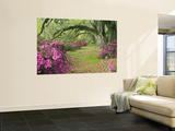 Oak Trees Above Azaleas in Bloom, Magnolia Plantation, Near Charleston, South Carolina, USA