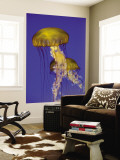 Buy Jellyfish in Monterey Bay Aquarium at AllPosters.com