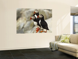 Atlantic Puffins on Machias Seal Island Off the Coast of Cutler, Maine, USA
