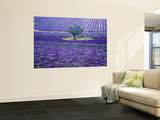 Buy Lavender Fields, Vence, Provence, France at AllPosters.com