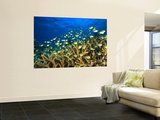Buy Schooling Damselfish, North Huvadhoo Atoll, Southern Maldives, Indian Ocean at AllPosters.com