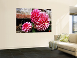 Dahlia Flowers on Monastery Wall