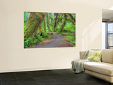Hall of Mosses, Hoh Rain Forest, Olympic National Park, Washington, USA
