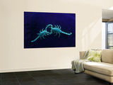 Two Scorpions Under Blacklight, Maverick County, Texas, USA