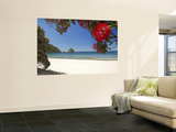 Pohutukawa Tree in Bloom and New Chums Beach, Coromandel Peninsula, North Island, New Zealand