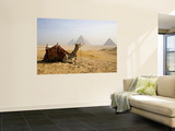 Buy Lone Camel Gazes Across the Giza Plateau Outside Cairo, Egypt at AllPosters.com