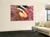 Anemonefish, Tukang Besi/Wakatobi Archipelago Marine Preserve, South Sulawesi, Indonesia