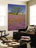 Buy Spring Mesquite Trees Growing in Wildflowers, Texas, USA at AllPosters.com