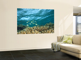 Buy Damselfish, Tukang Besi/Wakatobi Archipelago Marine Preserve, South Sulawesi, Indonesia at AllPosters.com