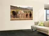 Wild Horses
