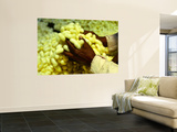 Hands Holding Silk Cocoons