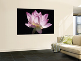 Lotus Flower (Nelumbo Lutea)
