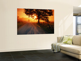 Tree and Road at Sunrise, Cades Cove, Great Smoky Mountains National Park, Tennessee