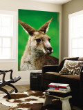 Portrait of an Eastern Grey Kangaroo