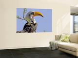 Profile of Yellow-Billed Hornbill Bird, Kenya