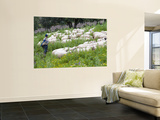Buy Sheep Herder at AllPosters.com