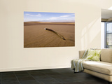 Gemsbok / Oryx Horn on Dune, Kaokoveld, Namib Desert