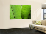 Leaf Fronds