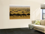 Western White-Bearded Wildebeest Herd, Grumeti