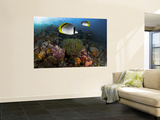 Buy Lined Butterflyfish Swim Over Reef Corals, Komodo National Park, Indonesia at AllPosters.com