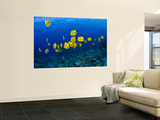 Buy Masked Butterfly Fish at AllPosters.com