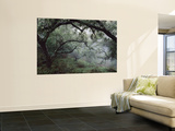 Buy Oak Tree Forest after Storm at AllPosters.com