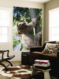 Sloth Living in Parque Centenario