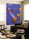 Buy Black Sea Nettle Jellyfish at Monterey Bay Aquarium at AllPosters.com