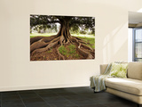 Fig Tree in Queens Park