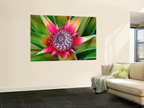 Buy Young Pineapple Plant in Golf Dulce Area at AllPosters.com