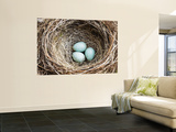 Nest and Eggs of Common Blackbird (Turdus Merula)