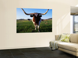 Texas Longhorn Cattle