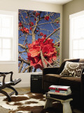 Buy Flowers of Sticky Kurrajong (Brachychiton Viscidulus), West Kimberley at AllPosters.com