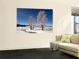 Buy Winter Trees in Lamar Valle at AllPosters.com