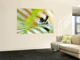 Rufous-Tailed Hummingbird (Amazilia Tzacatl) Sitting in Nest