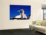 Cape Gannets at Colony