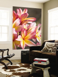 Plumeria or Frangipani