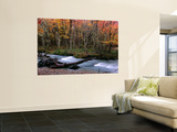 Buy Nothofagus Forest and Stream on Hielo Azul Circuit Walk, Comarca Andina, Lake District at AllPosters.com